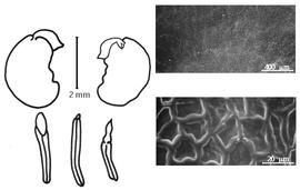 Cotyledon, embryo, and testa:  P. mucronata  (A.H.R. Grisebach) Beyra amp; Lavin - embryo, cotyledons, and testa SEMs.
