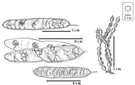  Fruit and seed:  P. gonoacantha  (C.F.P. von Martius) J.F. Macbride - bottom center fruit;  P. constricta  (Micheli amp; J.N. Rose) Macbride - right dehiscent fruit cluster;  P. fruticosa  J.F. Macbride - top left fruit;  P. paniculata  G. Bentham - left center dehiscent fruit.
