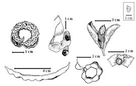  Fruit and seed:  P. dulce  G. Bentham - bottom center dehiscent fruit;  P. keyense  Britton ex Britton amp; J.N. Rose - bottom right seed in situ;  P. lanceolatum  (Humboldt amp; Bonpland) G. Bentham - top right seeds in situ, bottom left fruit;  P. macrosiphon  Standley - top left dehiscent fruit;  P. unguis-cati  (C. Linnaeus) G. Bentham - top center seeds in situ.
