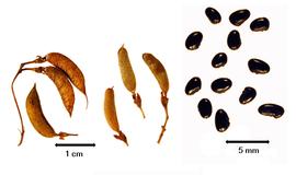  Fruit and seed:  P. alpestre  (F.J.H. von Mueller) M.D. Crisp amp; P.H. Weston - right group of seeds;  P. aciculiferum  F.J.H. von Mueller - left 3 fruits in left fruit group;  P. ilicifolium  (H.C. Andrews) M.D. Crisp amp; P.H. Weston - right 3 fruits in left fruit group.
