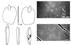  Cotyledon, embryo, and testa:  P. jamesii  (Torrey amp; A. Gray) Walpers - embryo, cotyledons, and testa SEMs.
