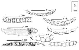  Fruit and seed:  P. africana  (Guillemin amp; Perrottet) P.H.W. Taubert - left center seeds in situ;  P. algarobilla  A.H.R. Grisebach - bottom center fruit;  P. articulata  S. Watson - right center fruit;  P. chilensis  (Molina) Stuntz - top center fruit;  P. nigra  (A.H.R. Grisebach) Hieronymus - top right fruit;  P. pallida  (Humboldt amp; Bonpland ex C.L. von Willdenow) K.S. Kunth - bottom left fruit;  P. sericantha  Gillies - bottom right fruit;  P. strombulifera  (J.B.A.P. de M. de Lamarck) G. Bentham - top left fruit.
