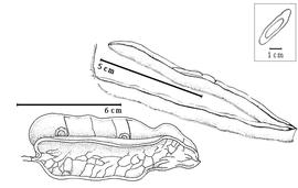  Fruit and seed:  P. psilostachya  (G. Bentham) G.P. Lewis amp; M.P. Lima - top right dehiscent fruit;  P. warmingii  (Benth.) G.P. Lewis amp; M.P. Lima - bottom left dehiscent fruit.

