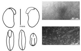  Cotyledon, embryo, and testa:  P. montana  (J. de Loureiro) E.D. Merrill var.  lobata  (C.L. von Willdenow) L.J.G. Van Der Maesen amp; S. Almeida - embryo, cotyledons, and testa SEMs.
