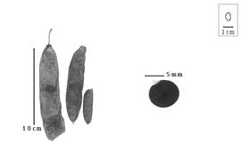  Fruit and seed:  S. villosa  R. Viguier - seed; S. spp. - fruits.
