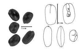  Seed, cotyledon, and embryo:  S. saman  (N.J. von Jacquin) E.D. Merrill - seeds, embryo, and cotyledons.
