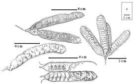  Fruit and seed:  S. fosbergii  Nevling amp; Niezgoda - top left fruit cluster;  S. insularum  (Guillemin) A.E. Burkart - bottom left fruit, bottom seeds in situ;  S. novoguineensis  (O. Warburg) Verdcourt - right fruit cluster
