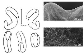  Cotyledon, embryo, and testa:  S. muricatus  C. Linnaeus - embryo, cotyledons, and testa SEMs.
