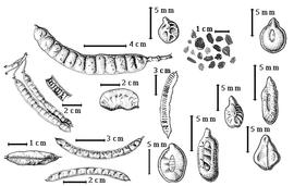  Fruit and seed:  S. alata  (C. Linnaeus) W. Roxburgh - 5th row bottom seed topography;  S. alexandrina  (Thullier) Irwin amp; R.C. Barneby - 4th row center seed topography;  S. armata  (S. Watson) Irwin amp; R.C. Barneby - 2nd row top fruit;  S. artemisioides  (Gaudichaud-Beaupre) Irwin amp; R.C. Barneby - 5th row top seed topography;  S. covesii  (A. Gray) Irwin amp; R.C. Barneby - 3rd row top seed topography;  S. hebecarpa  (Fernald) Irwin amp; R.C. Barneby - 1st row top fruit;  S. italica  (P. Miller) Irwin amp; R.C. Barneby - 2nd row center fruit;  S. ligustrina  (C. Linnaeus) Irwin amp; R.C. Barneby - 1st row 2nd fruit;  S. marilandica  (C. Linnaeus) Irwin amp; R.C. Barneby - 1st row center fruit cluster and seeds in situ;  S. multijuga  (L.C. Richard) Irwin amp; R.C. Barneby - 3rd row center seeds in situ, 5th row center seed topography;  S. pistaciifolia  (K.S. Kunth) Irwin amp; R.C. Barneby - 1st row bottom fruit;  S. reticulata  (C.L. von Willdenow) Irwin amp; R.C. Barneby - 4th row bottom seed topography;  S. siamea  (J.B.A.P. de M. de Lamarck) Irwin amp; R.C. Barneby - 3rd row bottom seed topography; S. spp. - 4th row top seeds.
