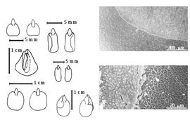  Cotyledon, embryo, and testa:  S. alata  (C. Linnaeus) W. Roxburgh - 1st row center embryo in situ in endosperm, 2nd row top cotyledons cordate with radicle exposed or nearly so;  S. alexandrina  (Thullier) Irwin amp; R.C. Barneby - 1st row top cotyledons cordate with radicle exposed or nearly so;  S. artemisioides  (Gaudichaud-Beaupre) Irwin amp; R.C. Barneby - 2nd row bottom 2 views of triple embryos;  S. multijuga  (L.C. Richard) Irwin amp; R.C. Barneby - 2nd row center cotyledons cordate with radicle exposed or nearly so;  S. occidentalis  (C. Linnaeus) Irwin amp; R.C. Barneby - testa SEMs;  S. siamea  (J.B.A.P. de M. de Lamarck) Irwin amp; R.C. Barneby - 1st row bottom cotyledons cordate with radicle exposed or nearly so.
