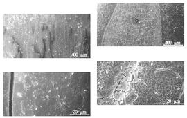  Testa:  S. alata  (C. Linnaeus) W. Roxburgh - right testa SEMs;  S. siamea  (J.B.A.P. de M. de Lamarck) Irwin amp; R.C. Barneby - left testa SEMs.
