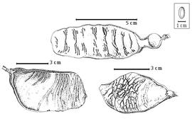  Fruit:  S. dilmyi  Fosberg - bottom right fruit;  S. minahassae  (S.H. Koorders) Merrill amp; Perry subsp.  ledermannii  (H.A.T. Harms) Kanis - top fruit;  S. myriadenia  (Guillemin) Planchon ex G. Bentham - bottom left fruit.
