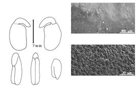  Cotyledon, embryo, and testa:  S. saharae  (E.S.-C. Cosson amp; E. Reboul) A.N. Pomel - embryo, cotyledons, and testa SEMs.
