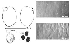  Seed, cotyledon, embryo, and testa:  S. staudtii  H.A.T. Harms - top left cotyledon notched and investing exposed radicle (L) and embryonic axis (R), bottom far left seed topography, bottom left center seeds, testa SEMs.
