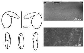  Cotyledon, embryo, and testa:  S. genistoides  (F.d#39;A. Brotero) G.A. da S.F. Sampaio - embryo, cotyledons, and testa SEMs.
