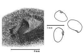  Seed, immature seed in situ:  S. insignis  (Compton) Van Wyk amp; Schutte - left immature fruit in situ;  S.  spp.- right seeds.
