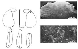 Cotyledon, embryo, and testa:  S. affine  (J. Torrey amp; A. Gray) W.G. Walpers - embryo, cotyledons, and testa SEMs.
