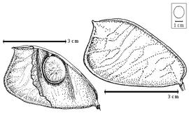  Fruit and seed:  T. gentii  Hutchinson amp; Greenway - left seed in situ, right fruit.
