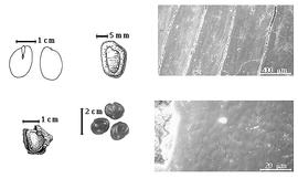 Seed, cotyledon, embryo, and testa:  T. indica  C. Linnaeus - top far left cotyledon notched and concealing all but tip of radicle (L) and embryonic axis (R), top left center seed topography, bottom far left seed in situ in endocarp segment, bottom left center seeds, testa SEMs.
