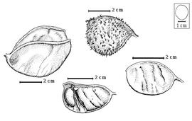  Fruit and seed:  T. africana  H.A.T. Harms - top fruit; T. anomala (Micheli) H.A.T. Harms - right fruit, left dehisced fruit, bottom seed in situ.
