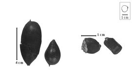  Fruit and seed:  U. tamarinoides  A. Dugand amp; R.C. Romero-Castañeda - fruits and seeds.
