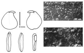  Cotyledon, embryo, and testa:  U. tamarinoides  A. Dugand amp; R.C. Romero-Castañeda - embryo, cotyledons, and testa SEMs.
