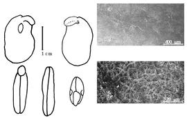  Cotyledon, embryo, and testa:  X. stuhlmannii  (P.H.W. Taubert) F. de A. Mendonça amp; E.P. Sousa - embryo, cotyledons, and testa SEMs.
