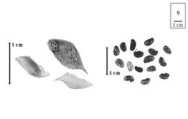  Fruit and seed:  X. fruticosa  (C. Linnaeus) A.L. Schutte amp; B.-E. van Wyk - fruits and seeds.
