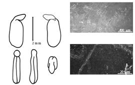  Cotyledon, embryo, and testa:  X. fruticosa  (C. Linnaeus) A.L. Schutte amp; B.-E. van Wyk - embryo, cotyledons, and testa SEMs.
