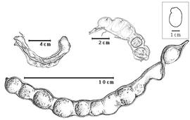  Fruit and seed:  Z. inaequalis  (C.L. von Willdenow) Pittier - top left dehiscent fruit, bottom fruit;  Z. latifolia  (C. Linnaeus) Fawcett amp; Rendle - top right seeds in situ.
