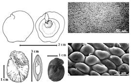  Seed, cotyledon, embryo, and testa:  Z. latifolia  (C. Linnaeus) Fawcett amp; Rendle - top left folded cotyledon concealing radicle (L) and embryonic axis (R), bottom far left seed topography, bottom left center seed in transection showing empty space bwtween cotyledons, bottom center seed, testa SEMs.

