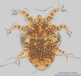  Fig. 1.  Achaetodactylus ceratinae  phoretic deutonymph, ventral view .  