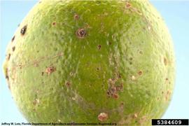            Fruit lesions.   