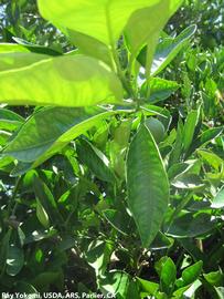            Leaf chlorosis.   