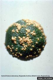            Symptoms on fruit.   