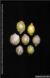            Symptoms on fruit.   