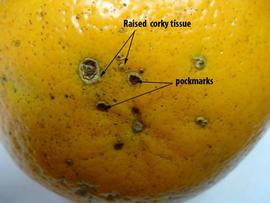            Fruit lesions.   
