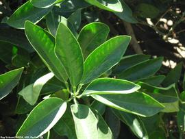            Leaf chlorosis.   