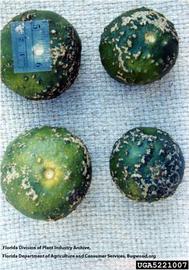            Symptoms on fruit.   