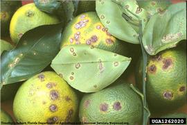            Fruit, leaf, and stem canker lesions.   