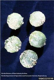            Symptoms on fruit.   