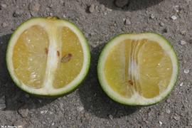           Small lopsided fruit with dark seeds and rind that does not color   properly.   