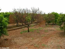            Tree symptom - trees of Clementine tangerine killed by  Phytophthora    trunk and branch cankers.   
