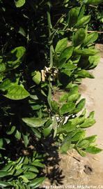            Leaf chlorosis.   