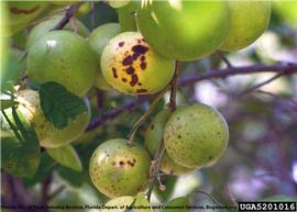            Symptoms on fruit.   