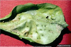            Symptoms on leaf.   