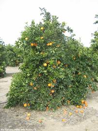            Fruit drop.   