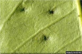            Symptoms on leaf.   