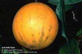           Symptoms on fruit.   