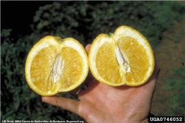            Lopsided fruit.   